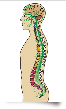 脊柱管の図